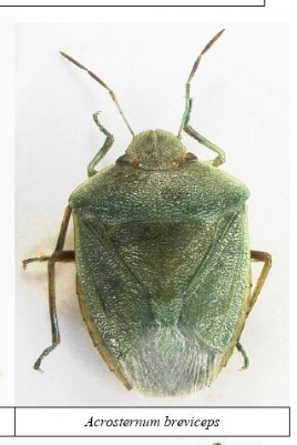 Heteroptera d''Israele:  Auchenocrepis, Eurystylus, Urentius